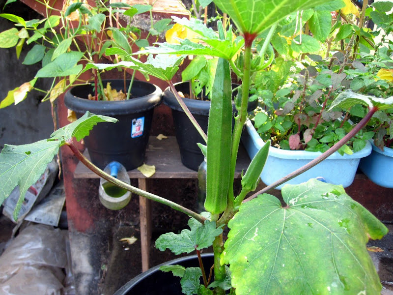 PADVAL AGRICULTURE AND FARM ENTERPRISES Growing Okra Bhendi without